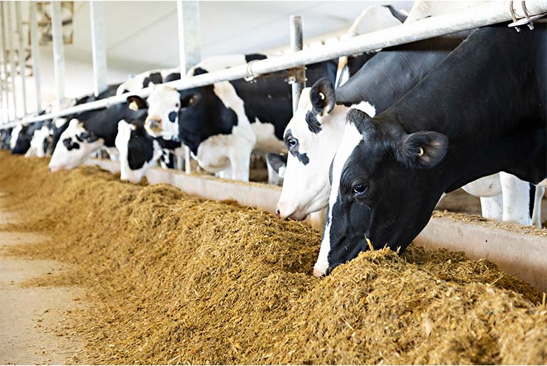 cows in stalls