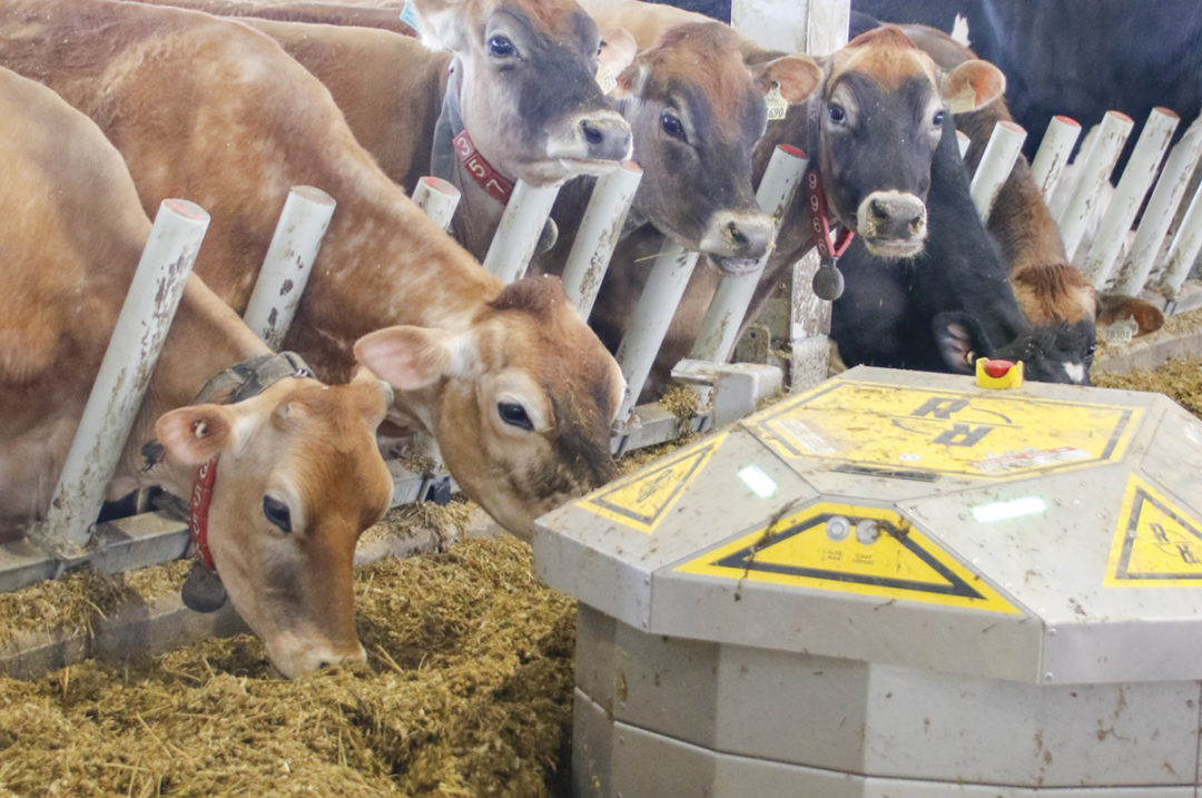 Cows eating