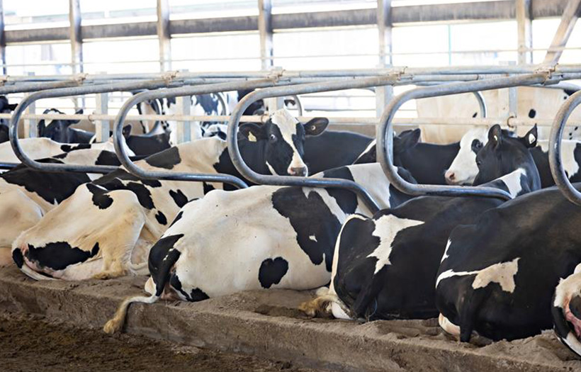 cows in free stall