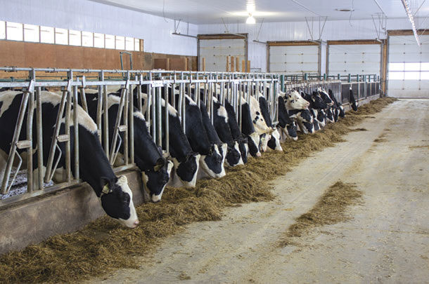 Cows in stalls eating