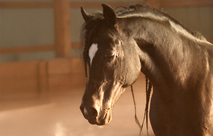 Dark brown horse indoor