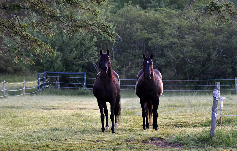 two horses in pasture