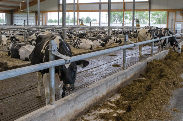 Cows in barn