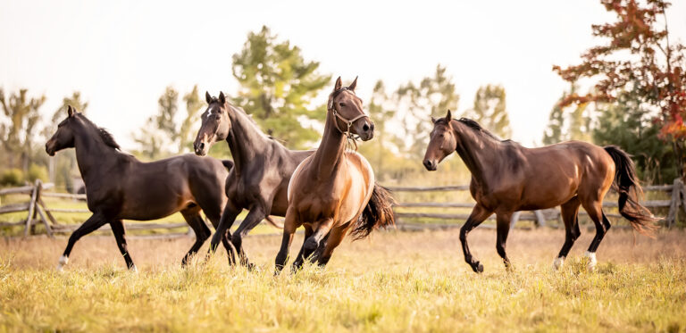 FOUR HORSES RUNNING