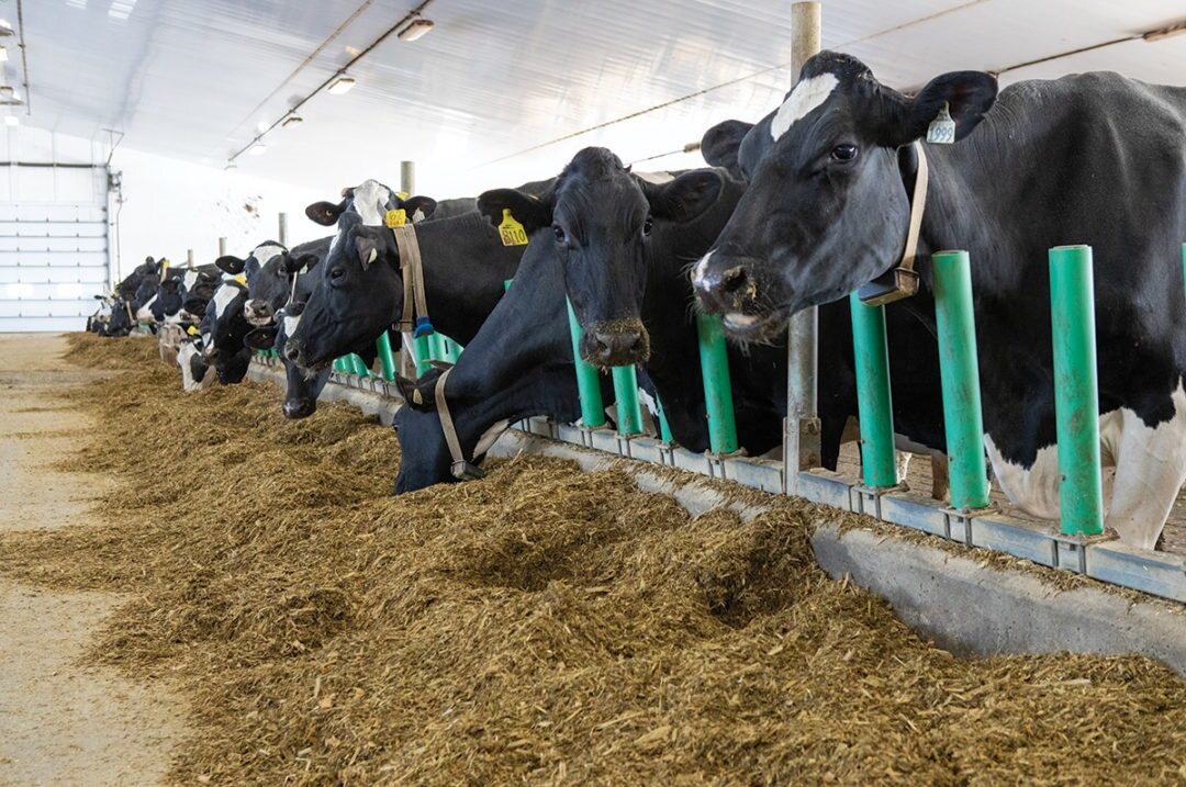 cows in stalls