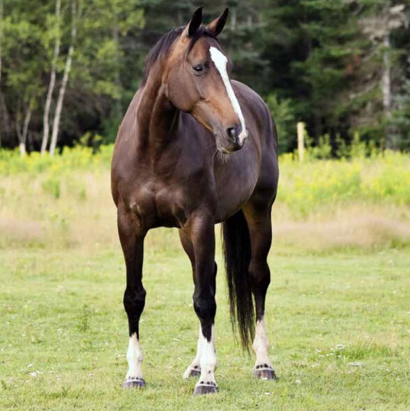 A dark brown horse in a field