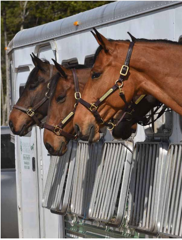 Horses in trailer