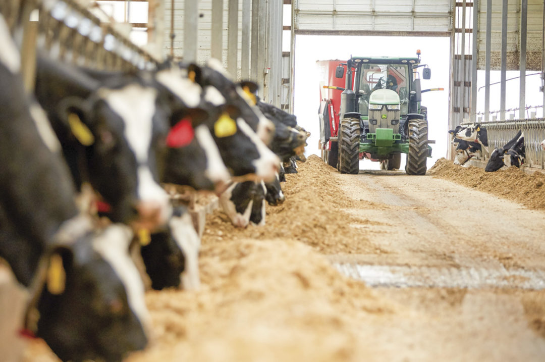 Cows in stalls eating