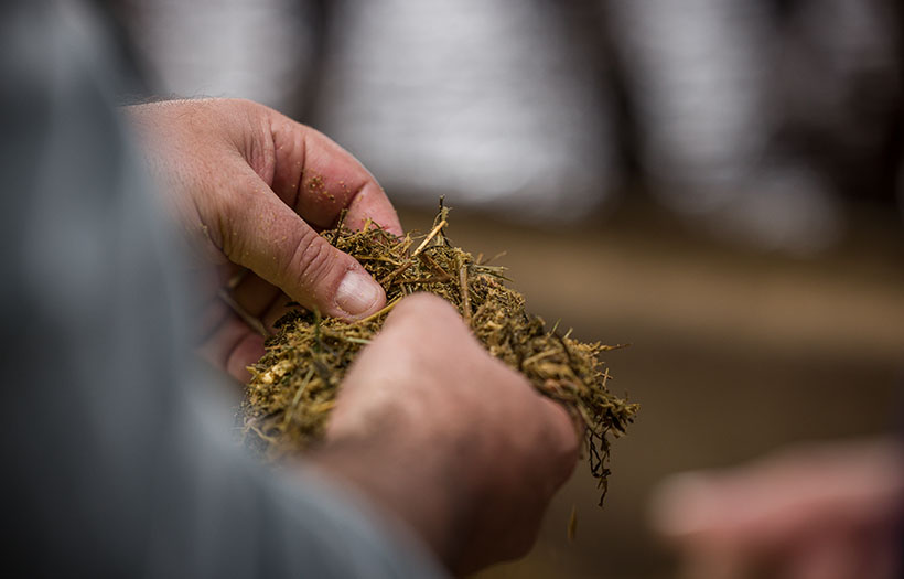 hands holding silage