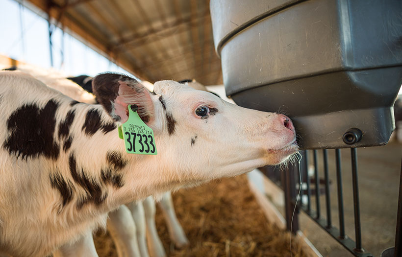 calf drinking on bucket