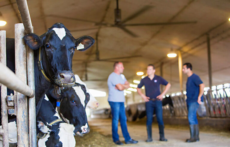 men standing in dairy barn