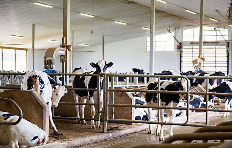 heifers in freestall