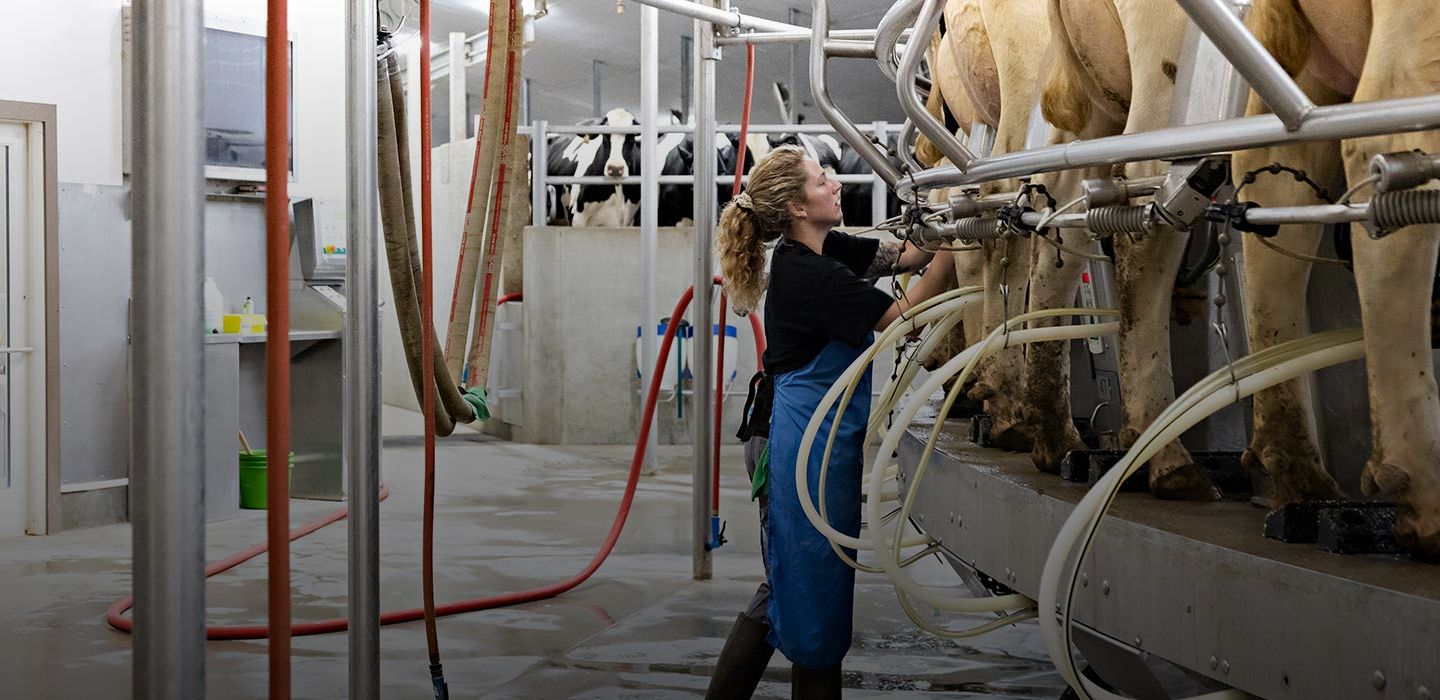 A worker milking cows