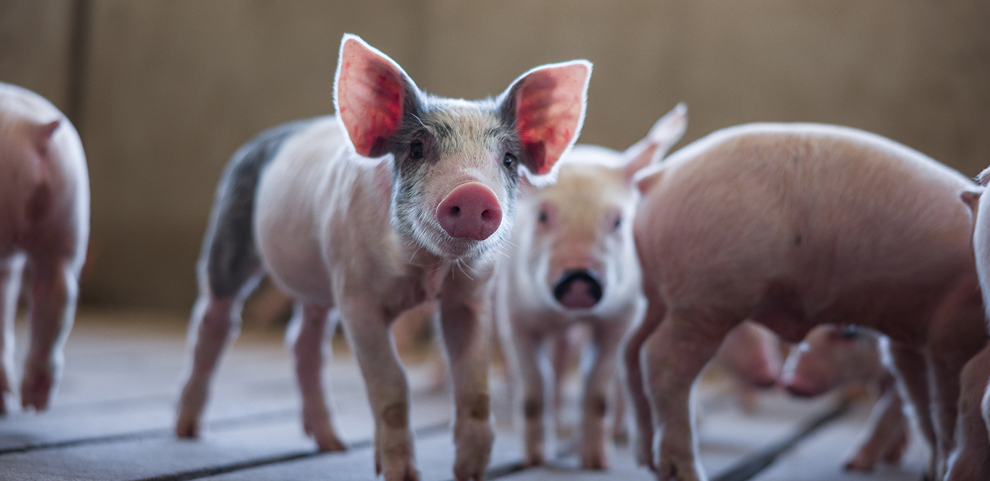 Piglets standing alert in barn