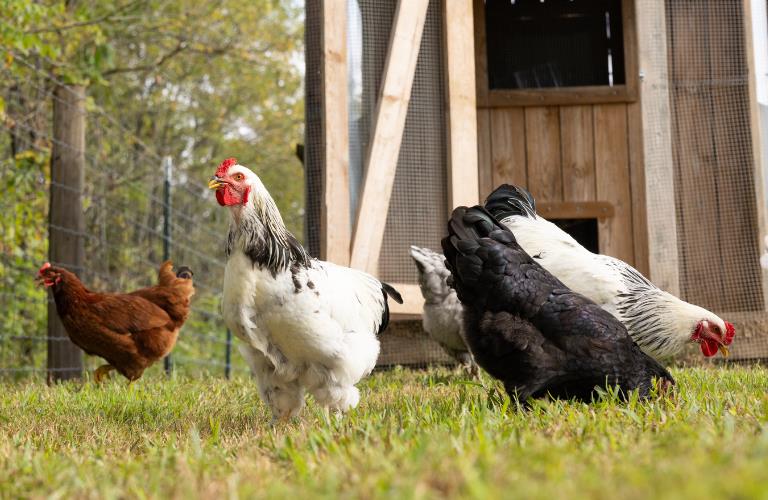 Purina-poultry-education-nutrition-gold'N-Purinature-Laying-hens