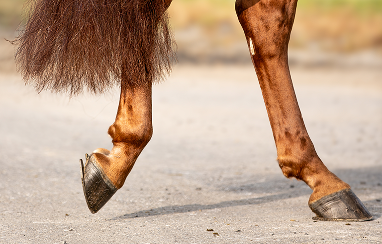 Horse hind legs