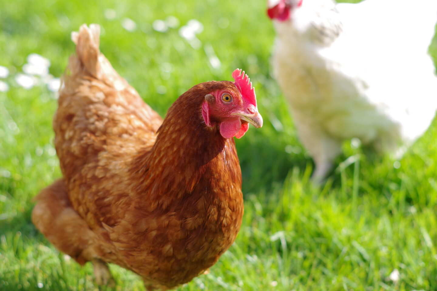close up chicken in a field