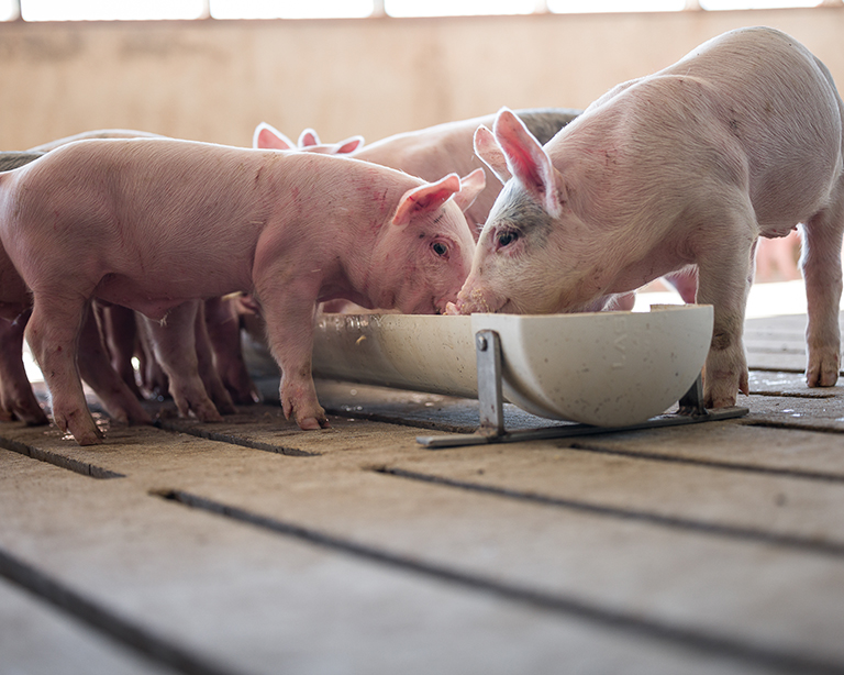 Swine eating in barn