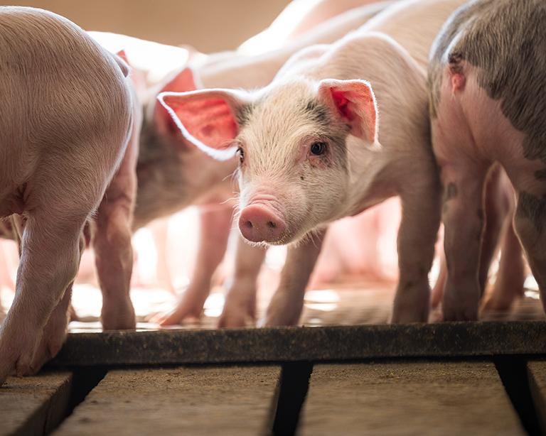 Close up of piglet in barn