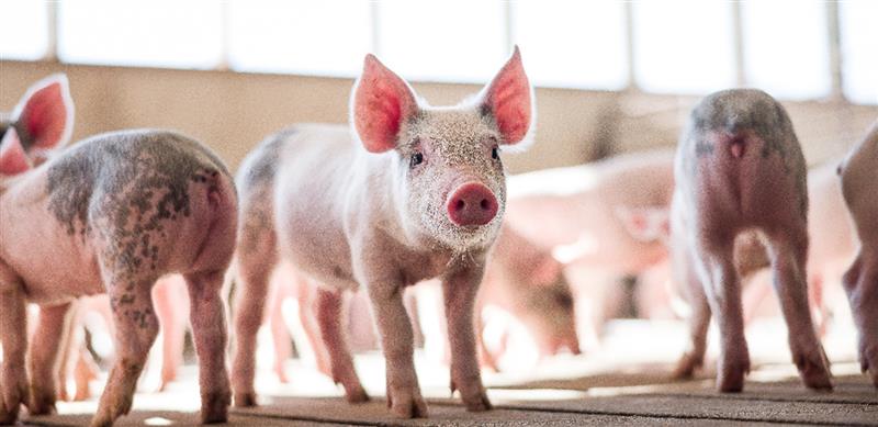 Piglets standing alert in barn