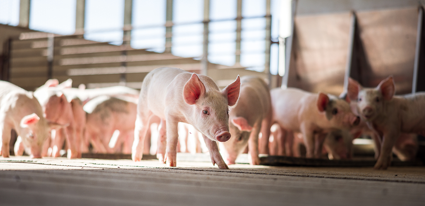 Piglets in barn