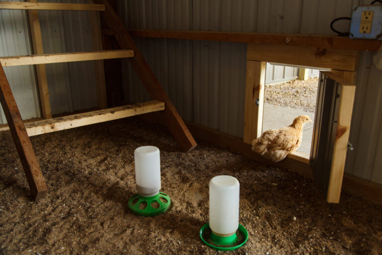 Poulailler avec poule et abreuvoirs illustrant purina article hiver éclairage nutrition pondeuses trucs poules