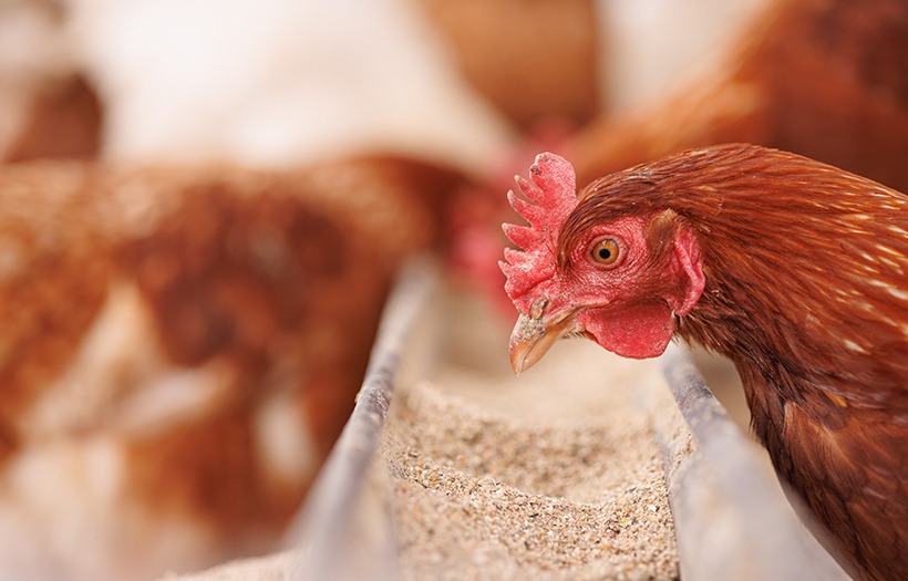 A brown hen eating from a trough filled with feed, with other hens blurred in the background inside a barn or poultry housing