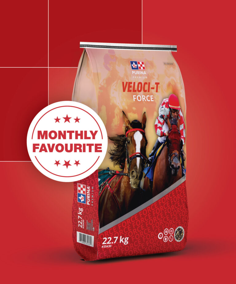 Equine Veloci-T monthly favorite