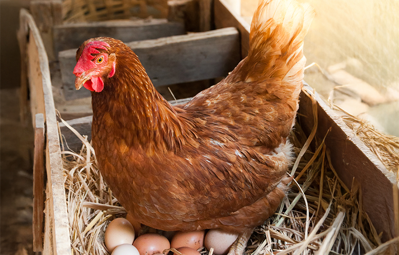 laying hen sitting on eggs in nest