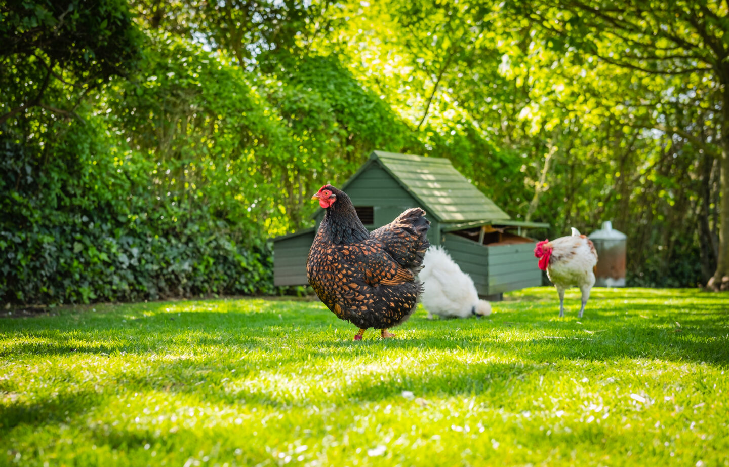 hens walking freely on grass in front of a chicken coop
