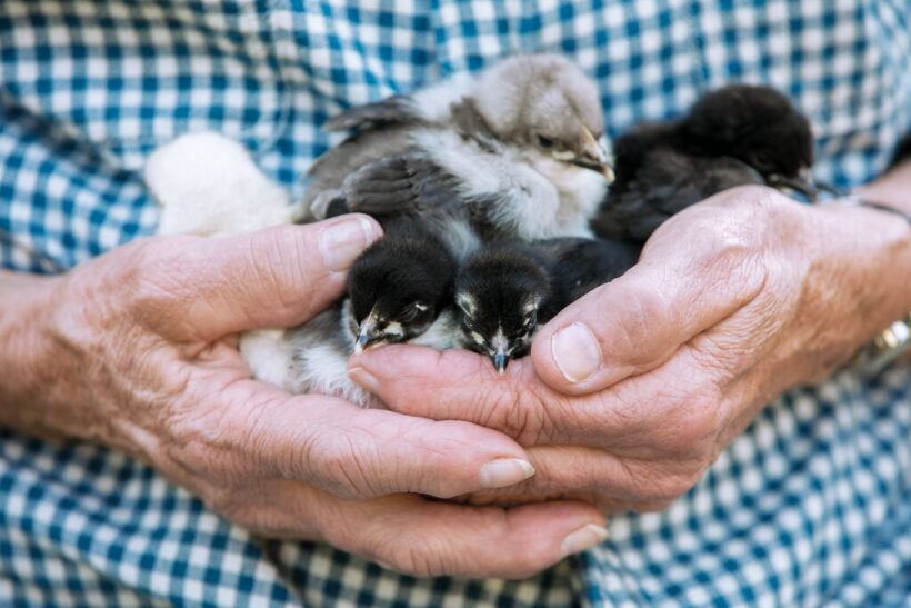 Man-holding-baby-chicks