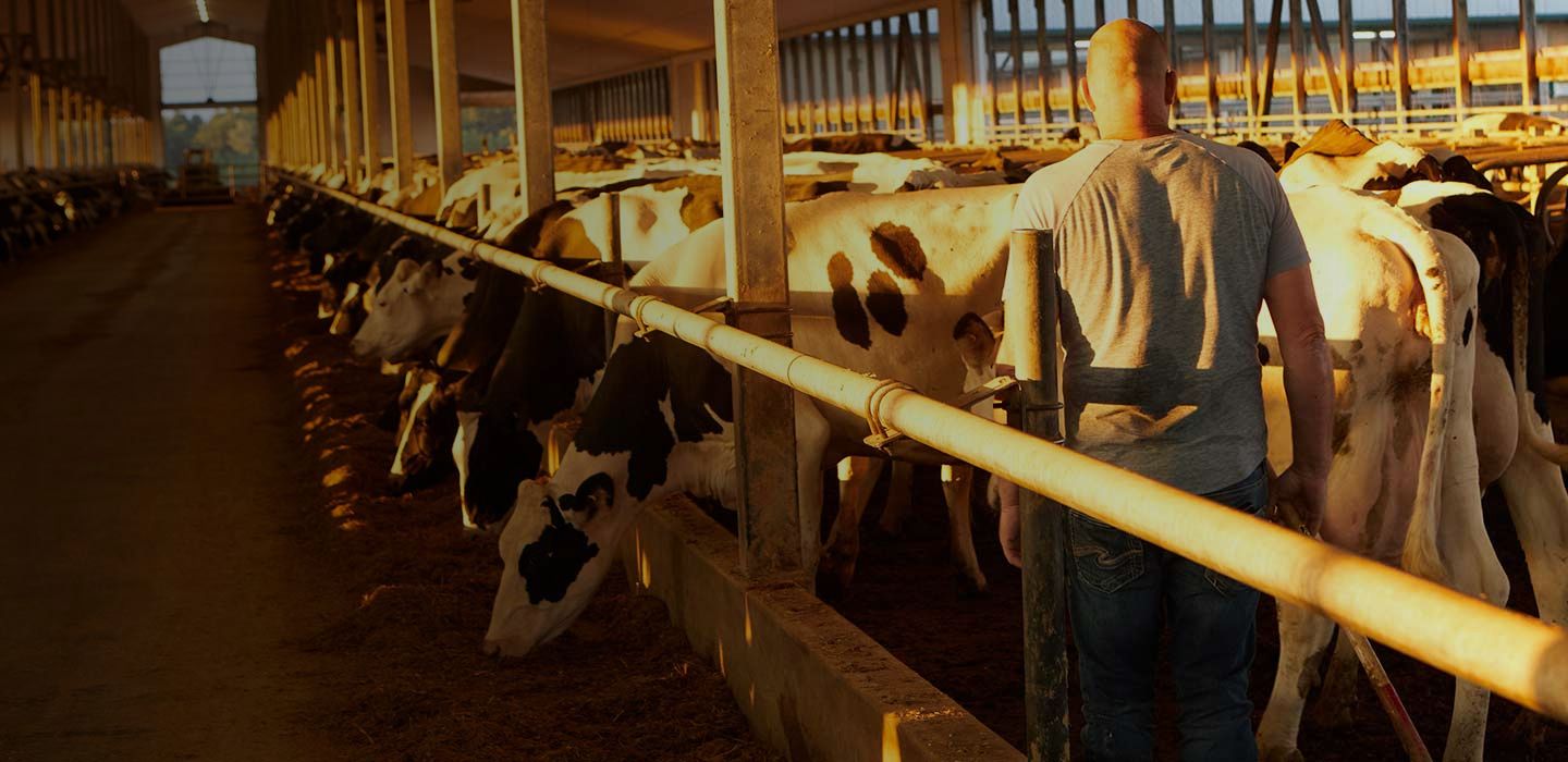 Farmer walking through dairy barn at sunset