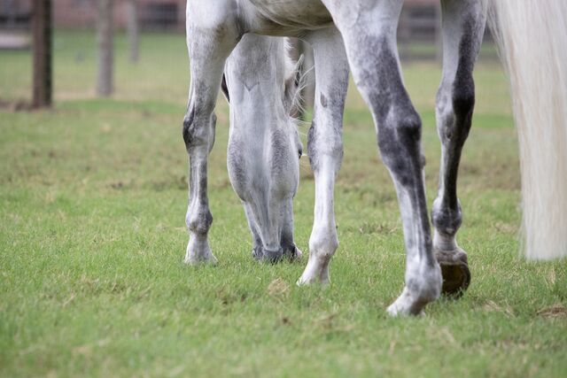 horse-pasture-grazing-hay-ration-balancer